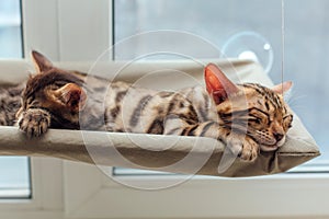 Two cute bengal kittens gold and chorocoal color laying on the cat`s window bed and relaxing