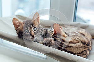 Two cute bengal kittens gold and chorocoal color laying on the cat`s window bed and relaxing