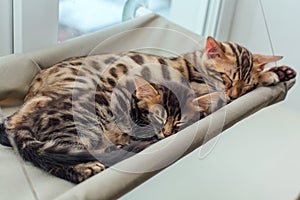 Two cute bengal kittens gold and chorocoal color laying on the cat`s window bed and relaxing