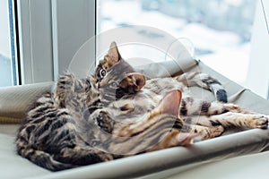 Two cute bengal kittens gold and chorocoal color laying on the cat`s window bed and relaxing