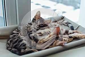 Two cute bengal kittens gold and chorocoal color laying on the cat`s window bed and relaxing