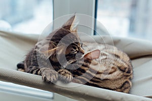 Two cute bengal kittens gold and chorocoal color laying on the cat`s window bed and relaxing