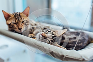 Two cute bengal kittens gold and chorocoal color laying on the cat`s window bed and relaxing