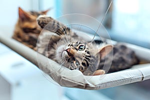 Two cute bengal kittens gold and chorocoal color laying on the cat`s window bed and relaxing