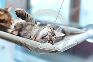 Two cute bengal kittens gold and chorocoal color laying on the cat`s window bed and relaxing