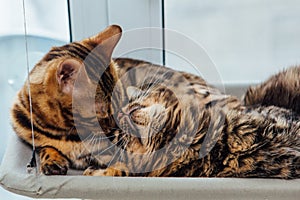 Two cute bengal kittens gold and chorocoal color laying on the cat`s window bed and relaxing