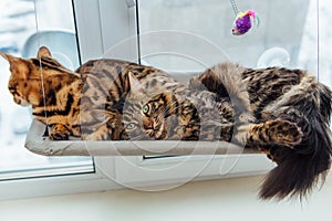 Two cute bengal kittens gold and chorocoal color laying on the cat`s window bed and relaxing