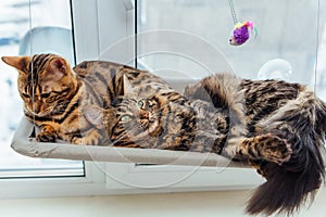 Two cute bengal kittens gold and chorocoal color laying on the cat& x27;s window bed and relaxing.