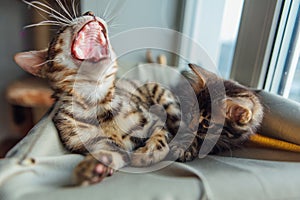Two cute bengal kittens gold and chorocoal color laying on the cat`s window bed and relaxing. The elder cat is yawning