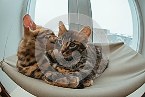 Two cute bengal kittens gold and chorocoal color laying on the cat`s window bed and relaxing liking and washing each other