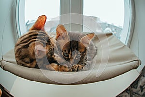 Two cute bengal kittens gold and chorocoal color laying on the cat`s window bed and relaxing liking and washing each other