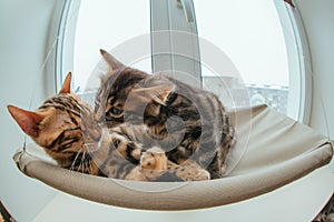 Two cute bengal kittens gold and chorocoal color laying on the cat`s window bed and relaxing liking and washing each other