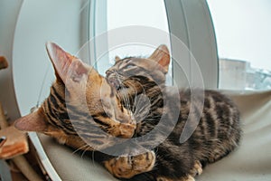Two cute bengal kittens gold and chorocoal color laying on the cat`s window bed and relaxing liking and washing each other