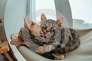 Two cute bengal kittens gold and chorocoal color laying on the cat`s window bed and relaxing liking and washing each other