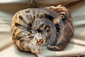 Two cute bengal kittens gold and chorocoal color laying on the cat`s window bed and sleeping