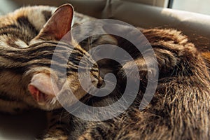 Two cute bengal kittens gold and chorocoal color laying on the cat`s window bed and sleeping