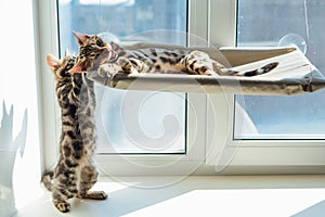Two cute bengal kittens gold and chorocoal color laying on the cat`s window bed and windowsill relaxing