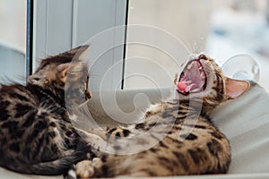 Two cute bengal kittens gold and chorocoal color laying on the cat`s window bed and yawning