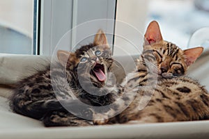 Two cute bengal kittens gold and chorocoal color laying on the cat`s window bed and yawning