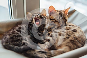 Two cute bengal kittens gold and chorocoal color laying on the cat`s window bed and yawning