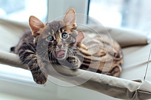 Two cute bengal kittens gold and chorocoal color laying on the cat`s window bed and yawning