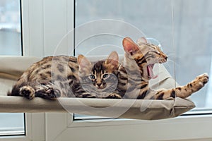 Two cute bengal kittens gold and chorocoal color laying on the cat`s window bed and yawning