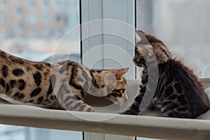 Two cute bengal kittens gold and chorocoal color sitting on the cat`s window bed and playing