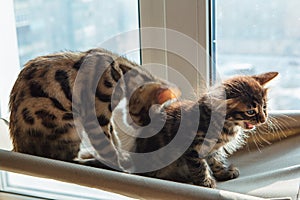 Two cute bengal kittens gold and chorocoal color sitting on the cat`s window bed and relaxing