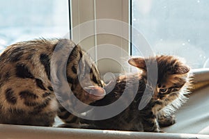 Two cute bengal kittens gold and chorocoal color sitting on the cat`s window bed and relaxing