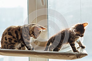 Two cute bengal kittens gold and chorocoal color sitting on the cat`s window bed and relaxing