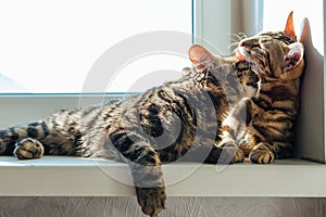 Two cute bengal cats laying on windowsill and washing each other