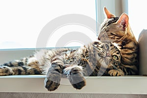 Two cute bengal cats laying on windowsill and washing each other