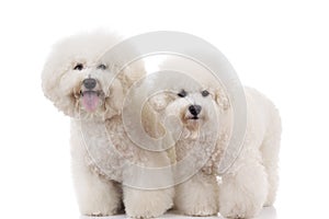 Two cute bichon frise dogs standing