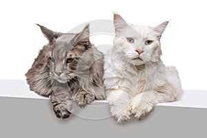 Two cute big fluffy Maine Coon cats posing together isolated on white studio background. Animal life concept