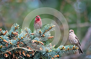Two cute birds perched in a tree with in a park, pair of finches.
