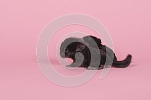 Two cute black baby chinchillas together on a pink background photo
