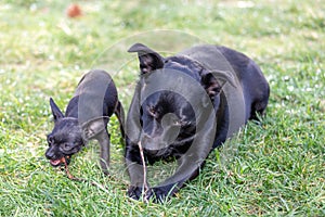 Two cute black dogÂ´s chewing a stick