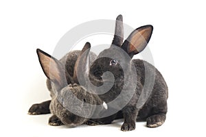 Two Cute Black and gray rex rabbits isolated on white