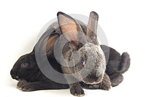 Two Cute Black and gray rex rabbits isolated on white