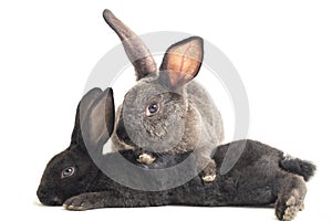 Two Cute Black and gray rex rabbits isolated on white