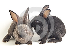 Two Cute Black and gray rex rabbits isolated on white