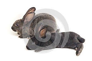 Two Cute Black and gray rex rabbits isolated on white