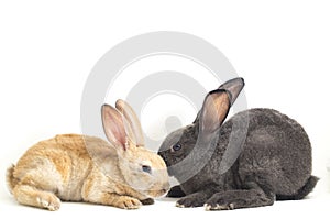 Two Cute Black and gray rex rabbits isolated on white