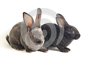 Two Cute Black and gray rex rabbits isolated on white