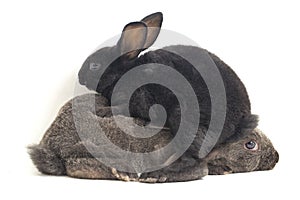 Two Cute Black and gray rex rabbits isolated on white