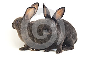 Two Cute Black and gray rex rabbits isolated on white