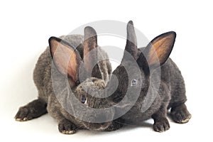 Two Cute Black and gray rex rabbits isolated on white