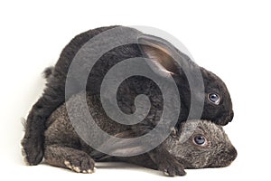 Two Cute Black and gray rex rabbits isolated on white