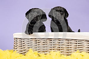 Two cute black labrador puppy dogs in a basket on a purple background with yellow easter feathers