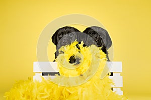 Two cute black labrador puppy dogs playing with yellow easter feathers on a yellow background